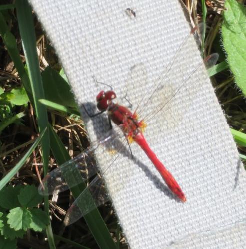 Réf. 349 871 : Sympetrum sanguineum